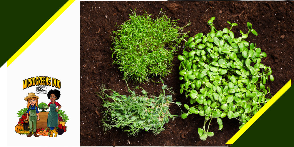 Growing microgreens in soil