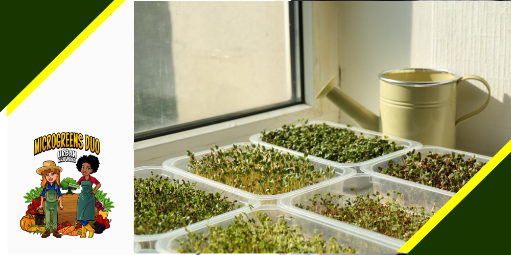 Indoor microgreen growing guide