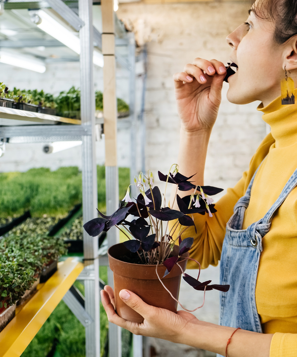 microgreens