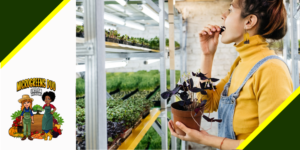microgreens indoor