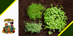 soil microgreens