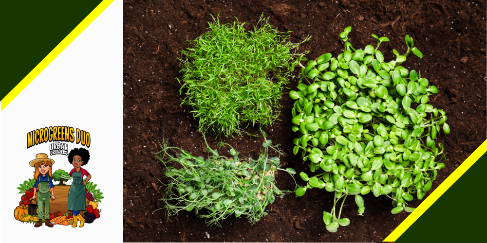 soil microgreens
